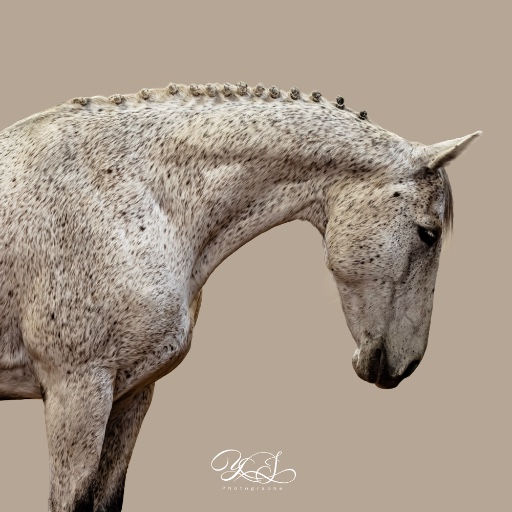 Yaël JUCHET Photographie